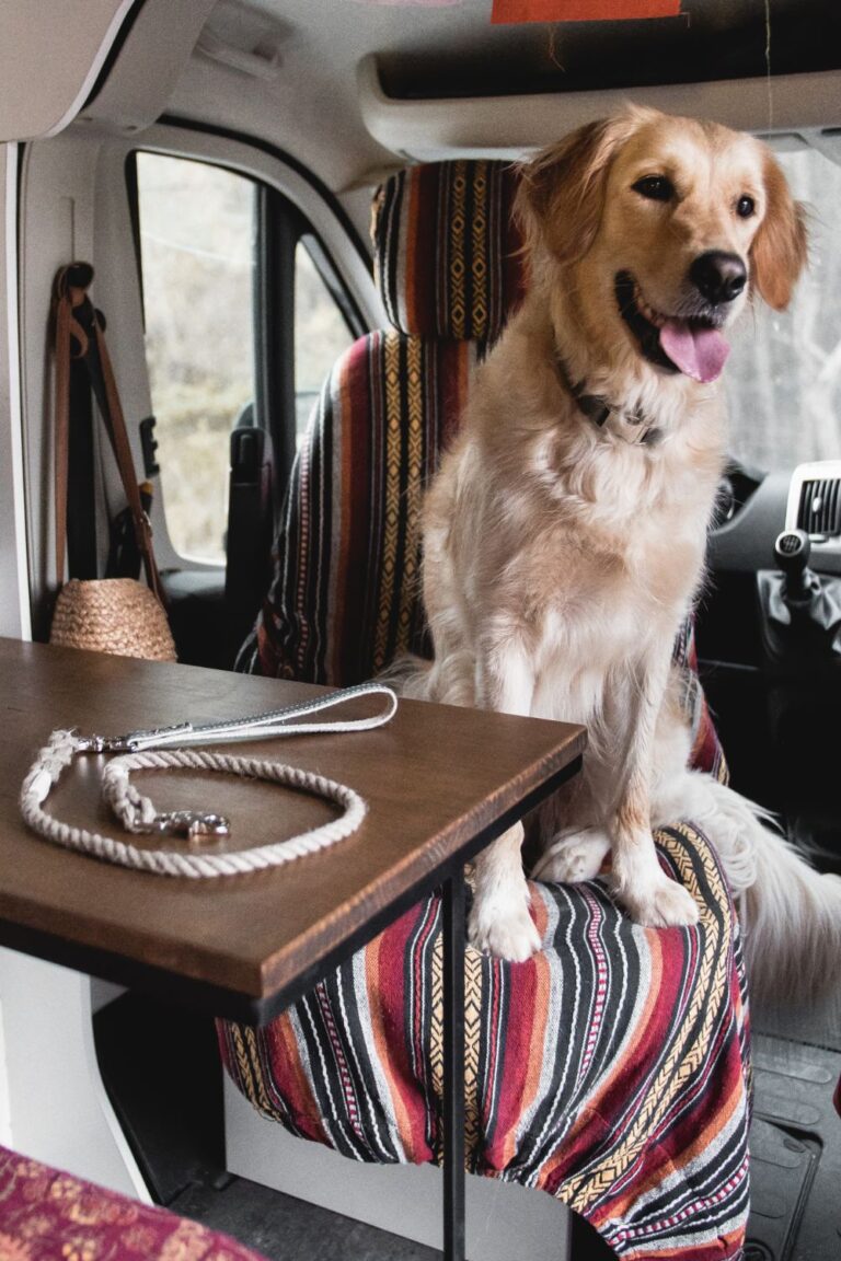 Dog in a camper van