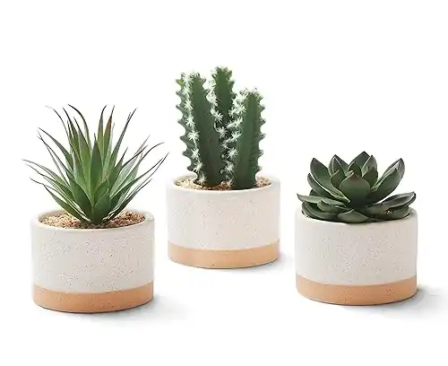 Artificial Succulent Plants in Ceramic Pots